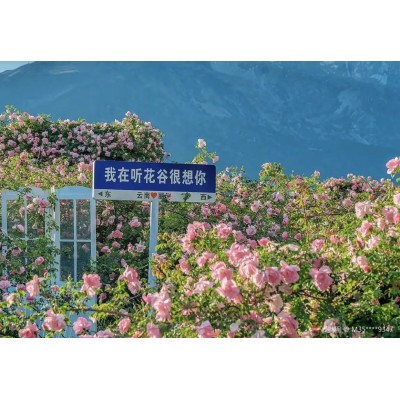 听花谷-丽江百花园